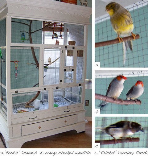 An armoire is reconstructed to become a bird-cage.