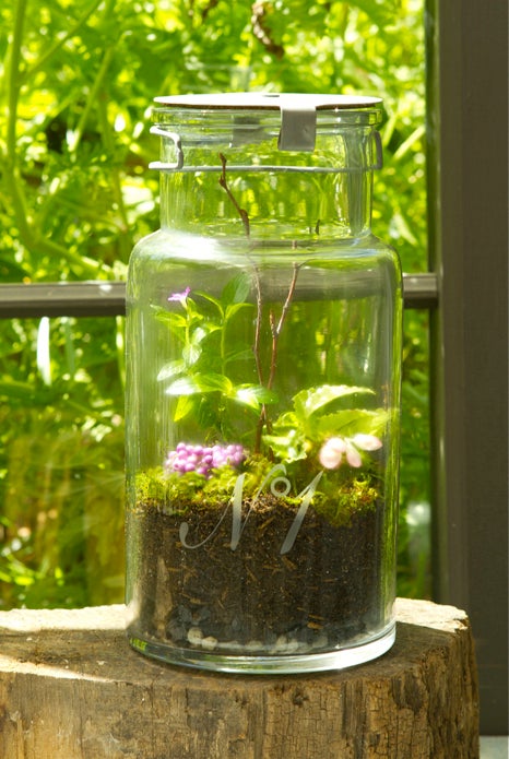 Terrariums fit in a variety of glass jars.