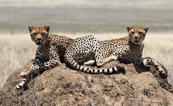 Two cheetahs in Serengeti National Park, Tanzania
