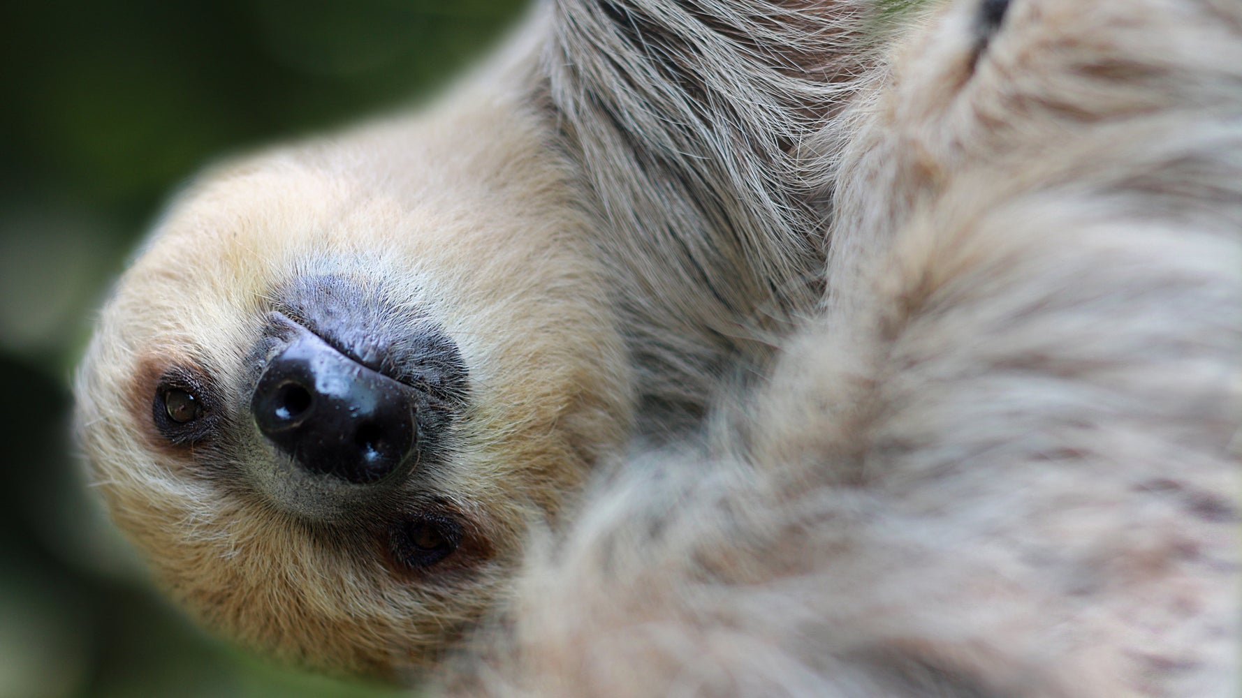 What S Your Sleeping Spirit Animal Take This Test To Find Out