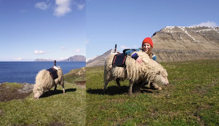 Durita Dahl Andreassen of Visit Faroe Islands is seen with one of the sheep used to document the islands' terrain with 360-degree cameras.