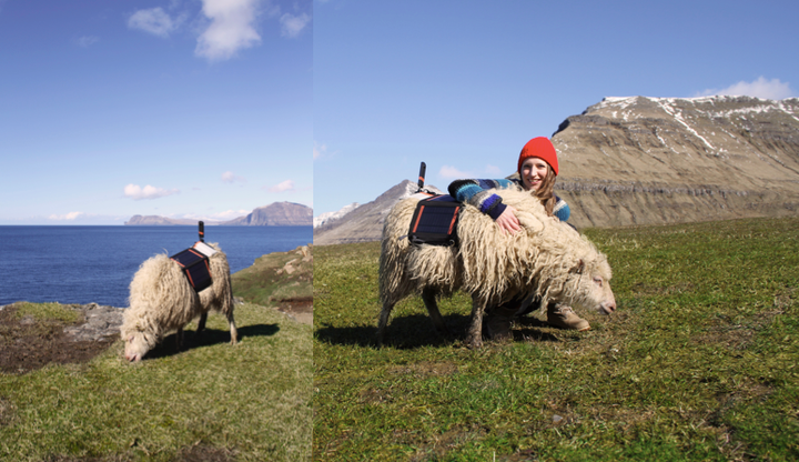 Durita Dahl Andreassen of Visit Faroe Islands is seen with one of the sheep used to document the islands' terrain with 360-de