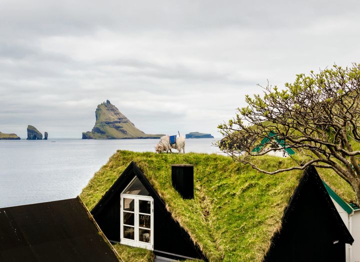 A sheep is seen perched on top of a house overlooking one of the islands' breathtaking views.