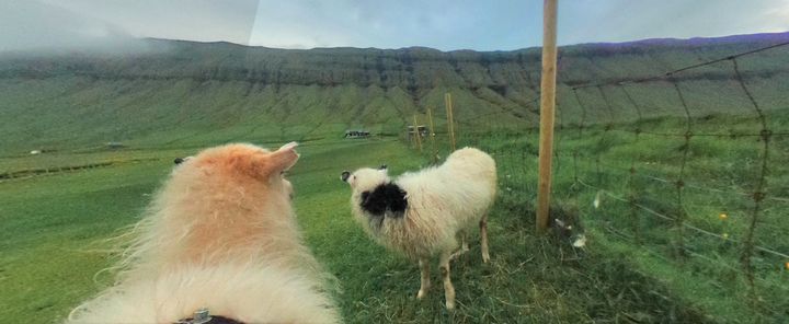 A 360-degree camera captured one sheep catching up with a buddy in a field.