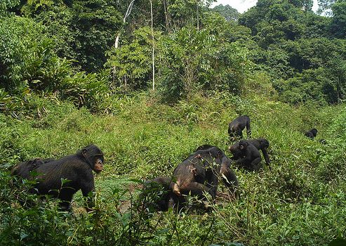 This photo of a group of bonobos was captured by a motion-sensing camera within the boundary of what is now Lomami National Park in the Democratic Republic of the Congo.
