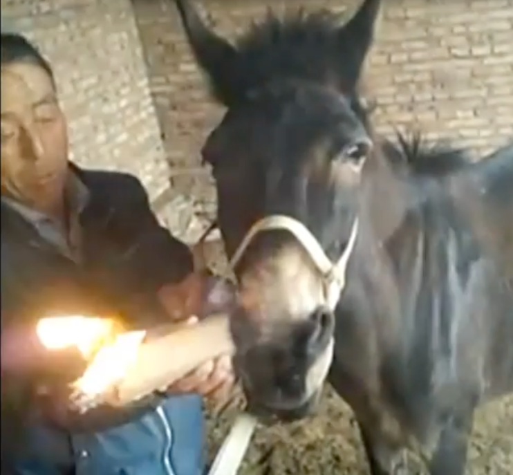 Мужик осла видео