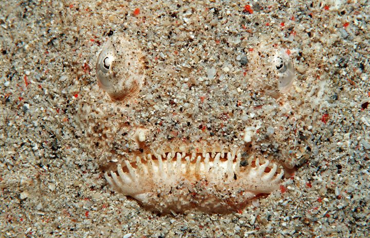 A stargazer fish photographed in Indonesia. Normally a deepwater fish, a stargazer recently turned up in the sands at Virginia Beach.