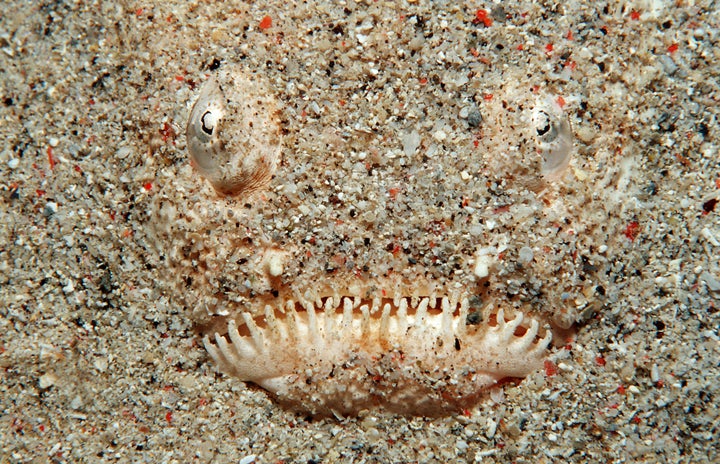 A stargazer fish photographed in Indonesia. Normally a deepwater fish, a stargazer recently turned up in the s