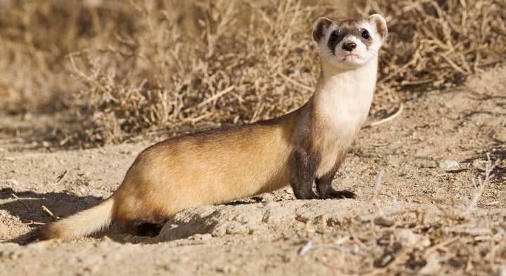 The population of black-footed ferrets once numbered in the tens of thousands, ranging from Canada to Mexico.