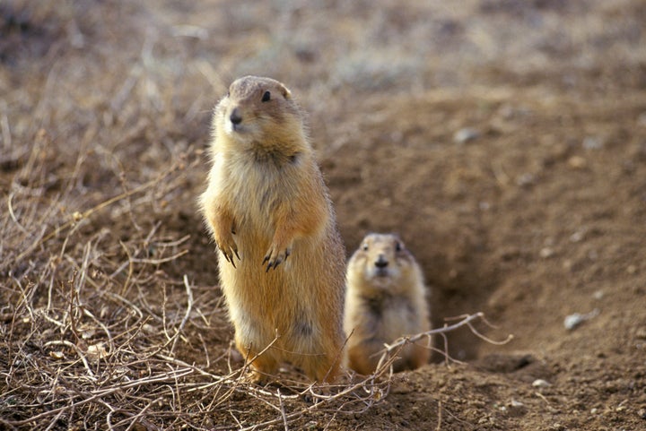 Prairie dogs are the black-footed ferret's primary prey.