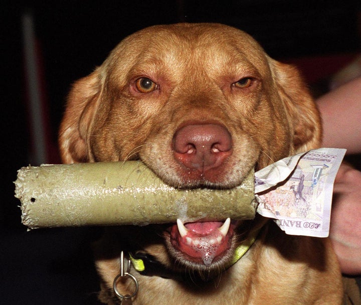 Greece is recruiting sniffer dogs in an attempt to find concealed cash