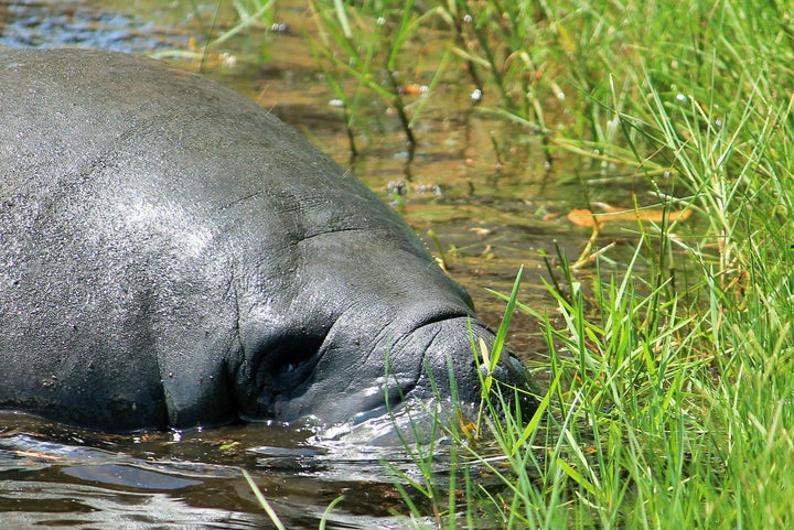 A manatee eating seagrass near the shore in the Indian River Lagoon.