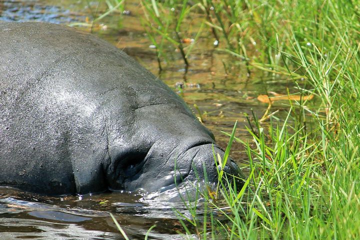 A manatee eating seagrass near the shore in the Indian River Lagoon.
