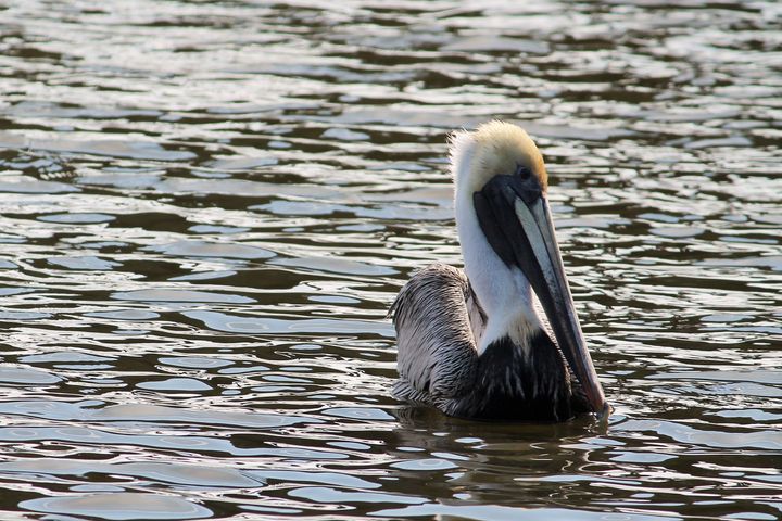A brown pelican in the Indian River Lagoon.