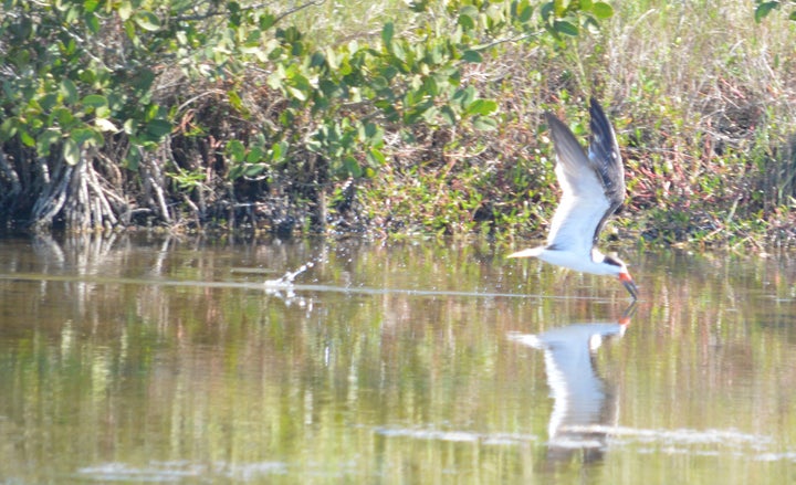 A Black Skimmer in the lagoon.