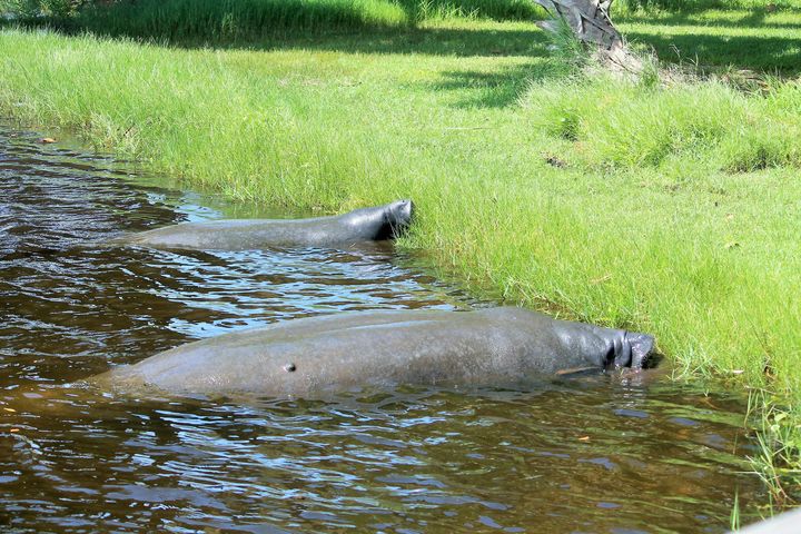 Two manatees eating seagrass in the lagoon.