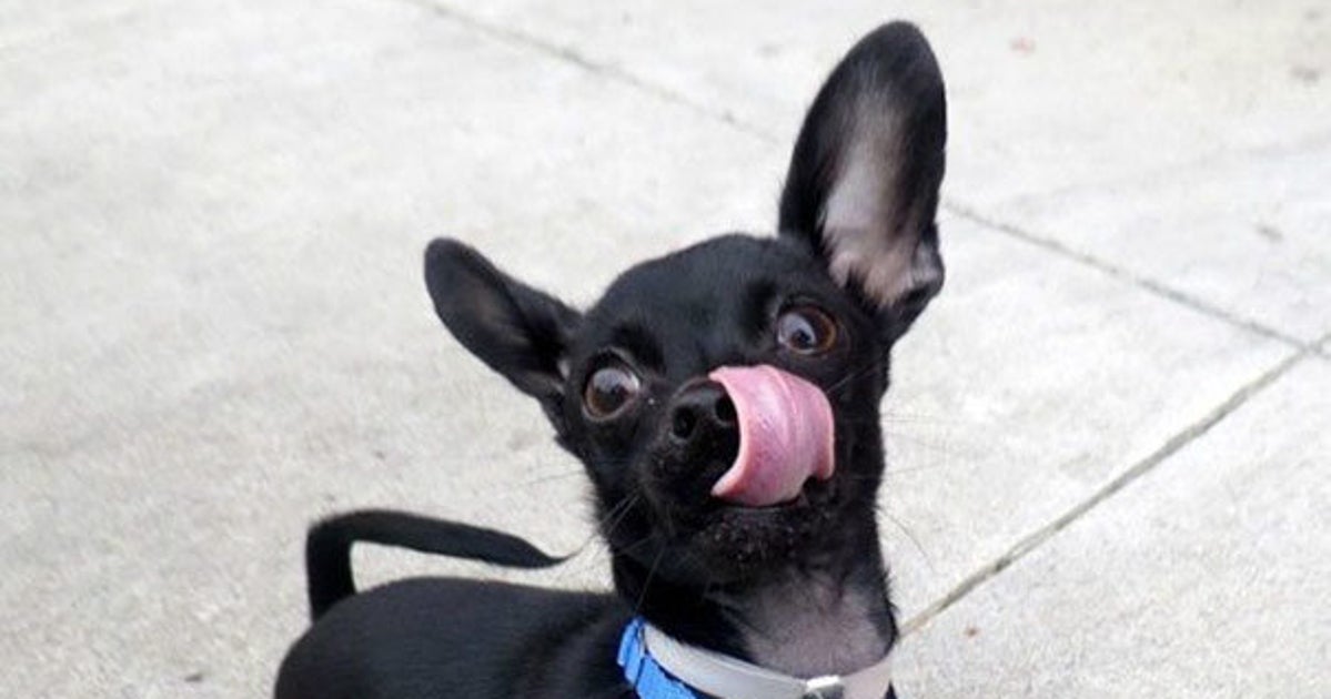 Pup Posing For Adoption Pics Can't Help But Be Adorably Awkward Self ...