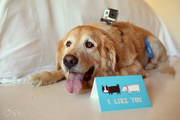 Zac the golden retriever is the "house dog" at Playa Animal Rescue. 