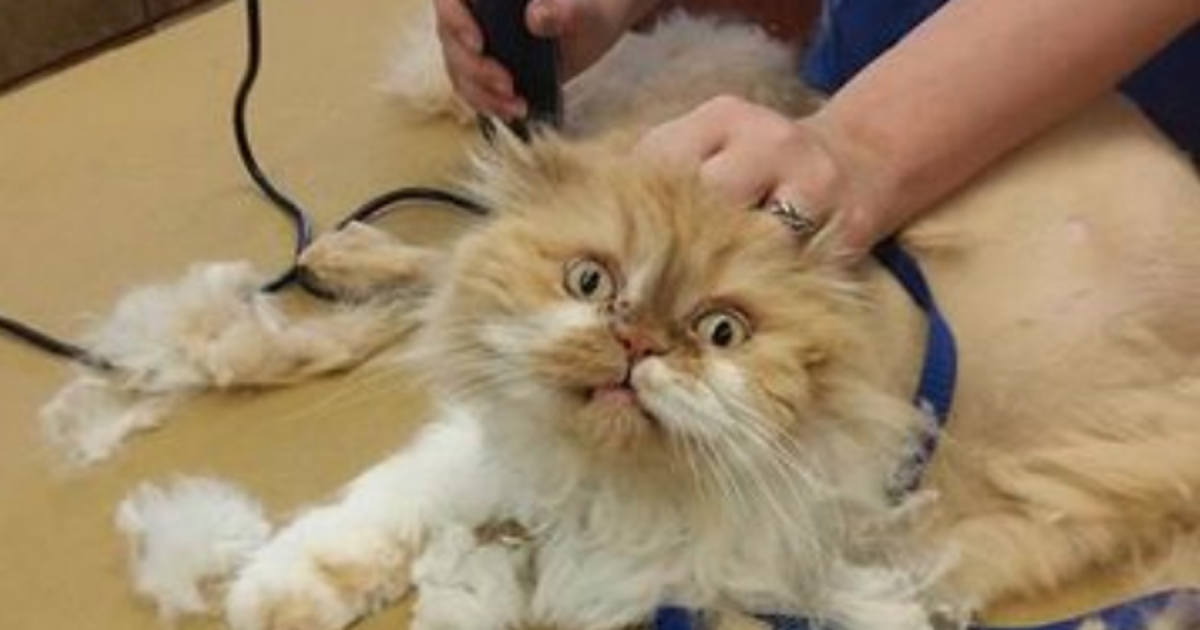 10 Cats That Are All Of Us After A New Haircut HuffPost UK Style