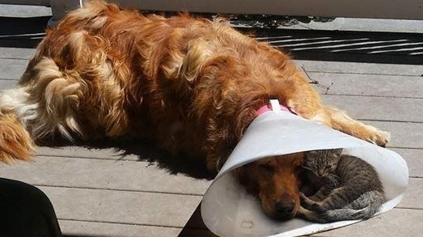 Tiny Cat Comforts Dog BFF After Trip To The Vets HuffPost UK Life