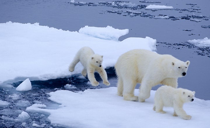 By taking bold and swift action on climate change, we can save the vital habitat that polar bears depend on and improve condi