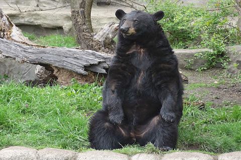 Migwan, a brainy black bear at the Detroit Zoo.