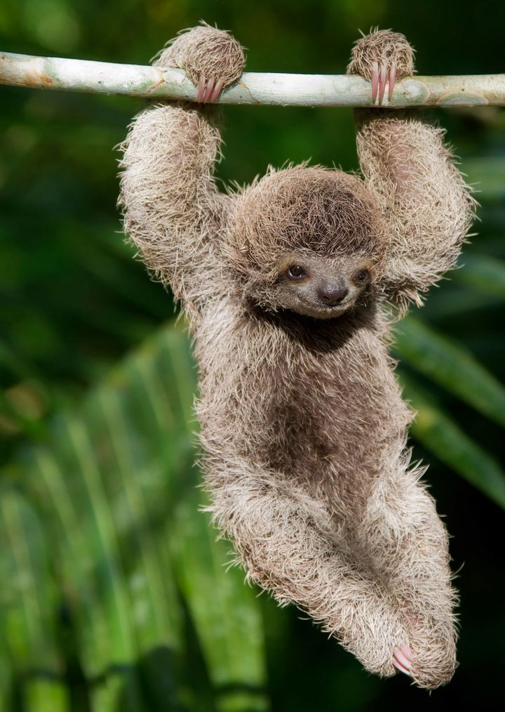 Baby sloth