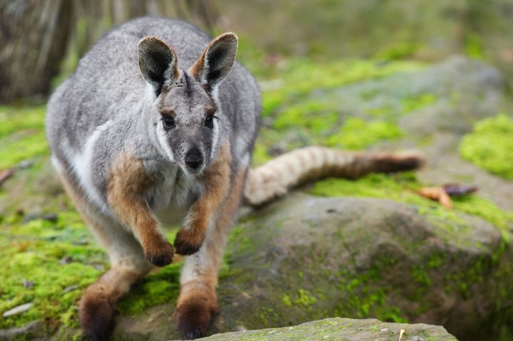 An escaped wallaby caused 'mayhem' on a rail network in West Yorkshire
