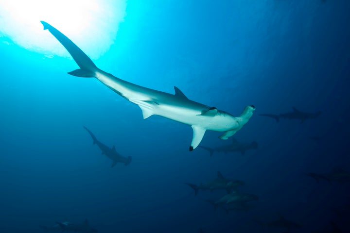 Hammerhead shark.