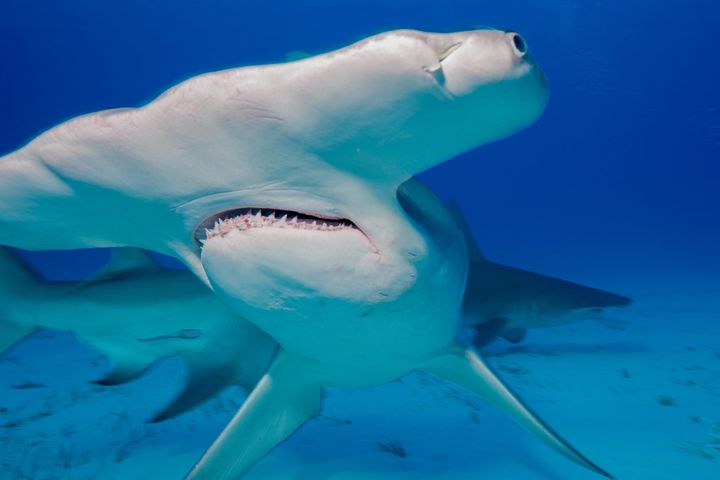 Great hammerhead shark.