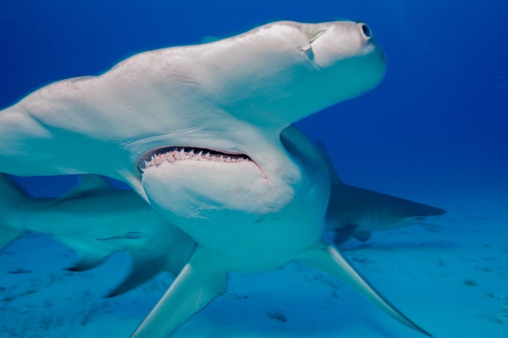 Great hammerhead shark.