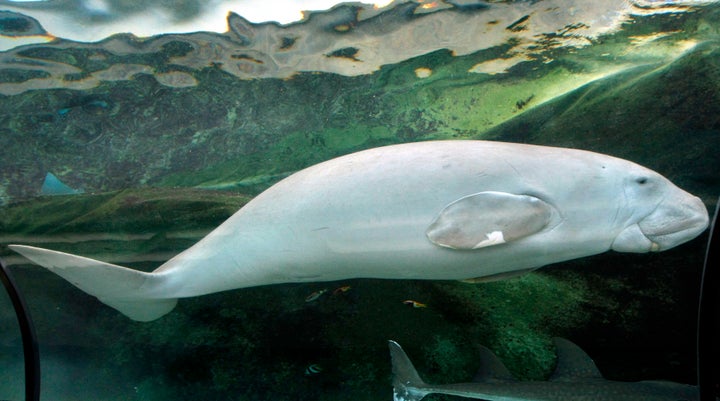 A dugong.