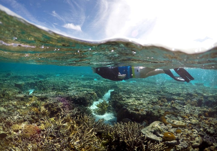 A tourist snorkels above coral in the lagoon located on Lady Elliot Island on the Great Barrier Reef.