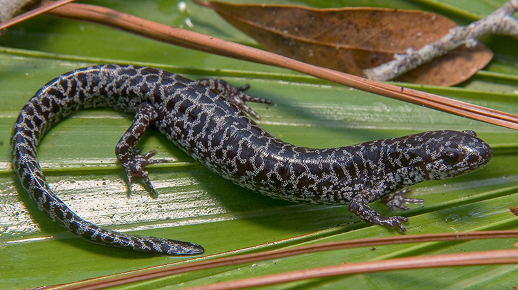 Amphibian Conservation is Hopping in Atlanta | HuffPost Contributor