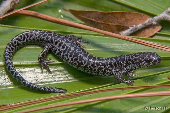 The FrostedFlatwoods Salamanders, native to Georgia, are critically endangered.