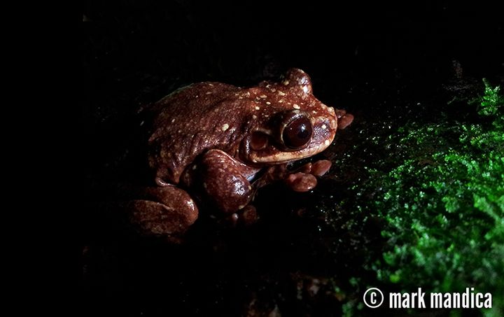 Toughie is the last known Rabbs' Fringe-Limbed Tree Frog in existence. He is named after George Rabb, one of the world's most eminent herpetologists.