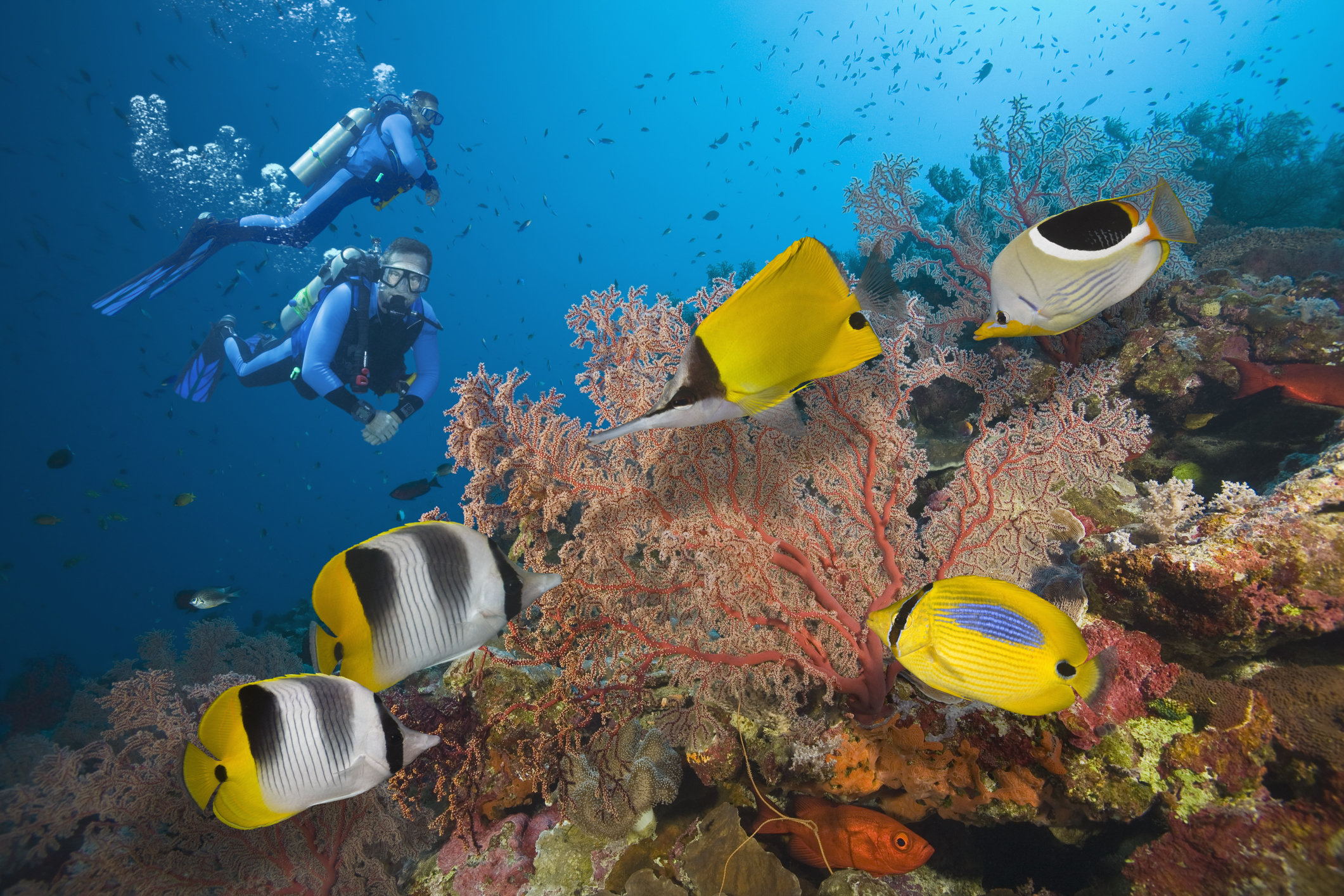 15 Of The Best Dive Spots In The World | HuffPost