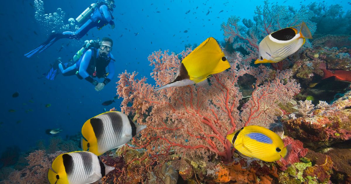 15 Of The Best Dive Spots In The World