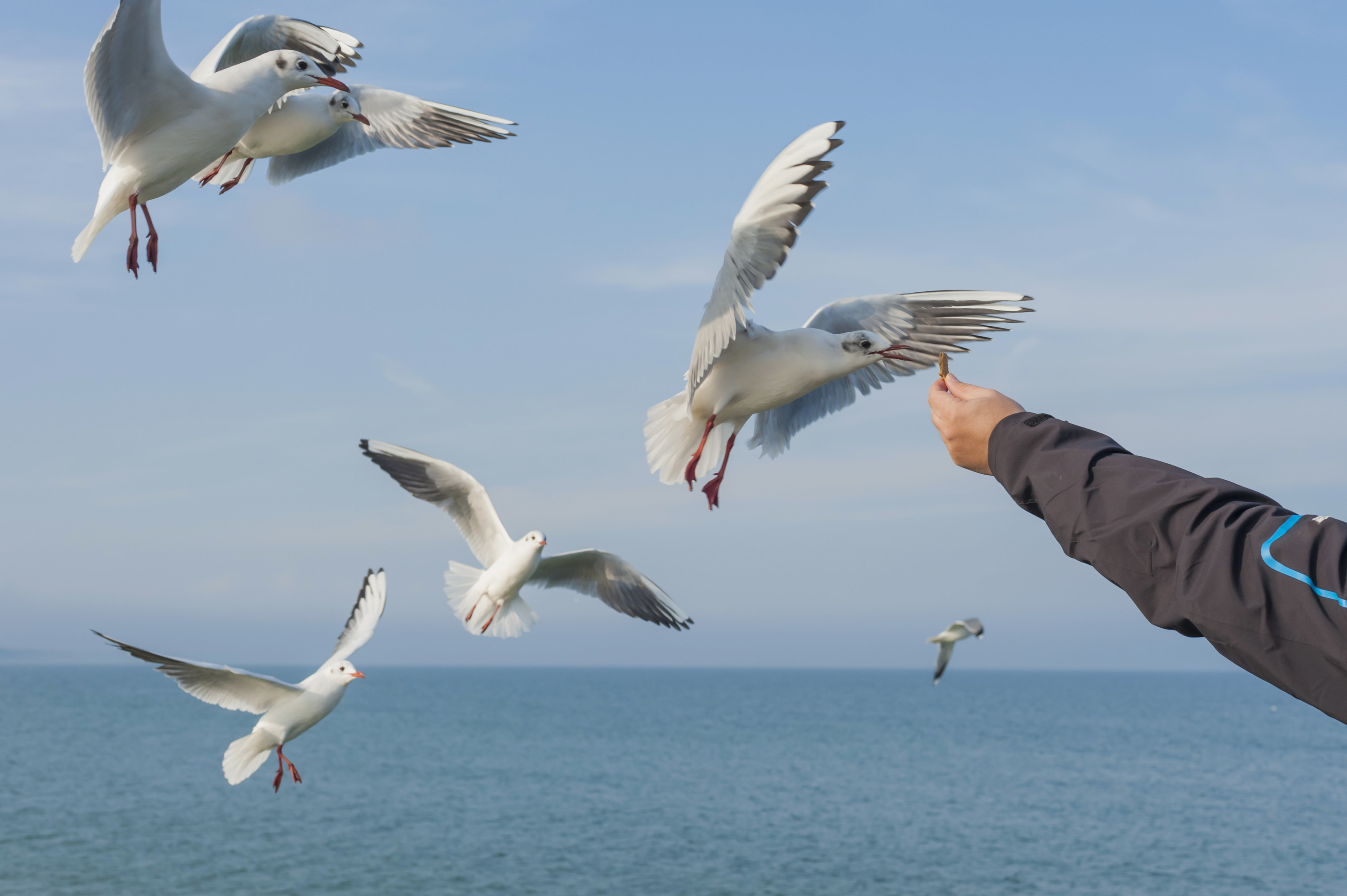 should you feed seagulls