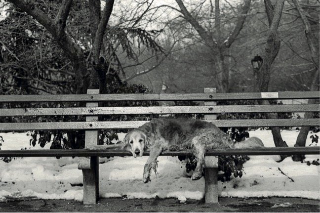 Cooper, 15 years old, New York, New York.