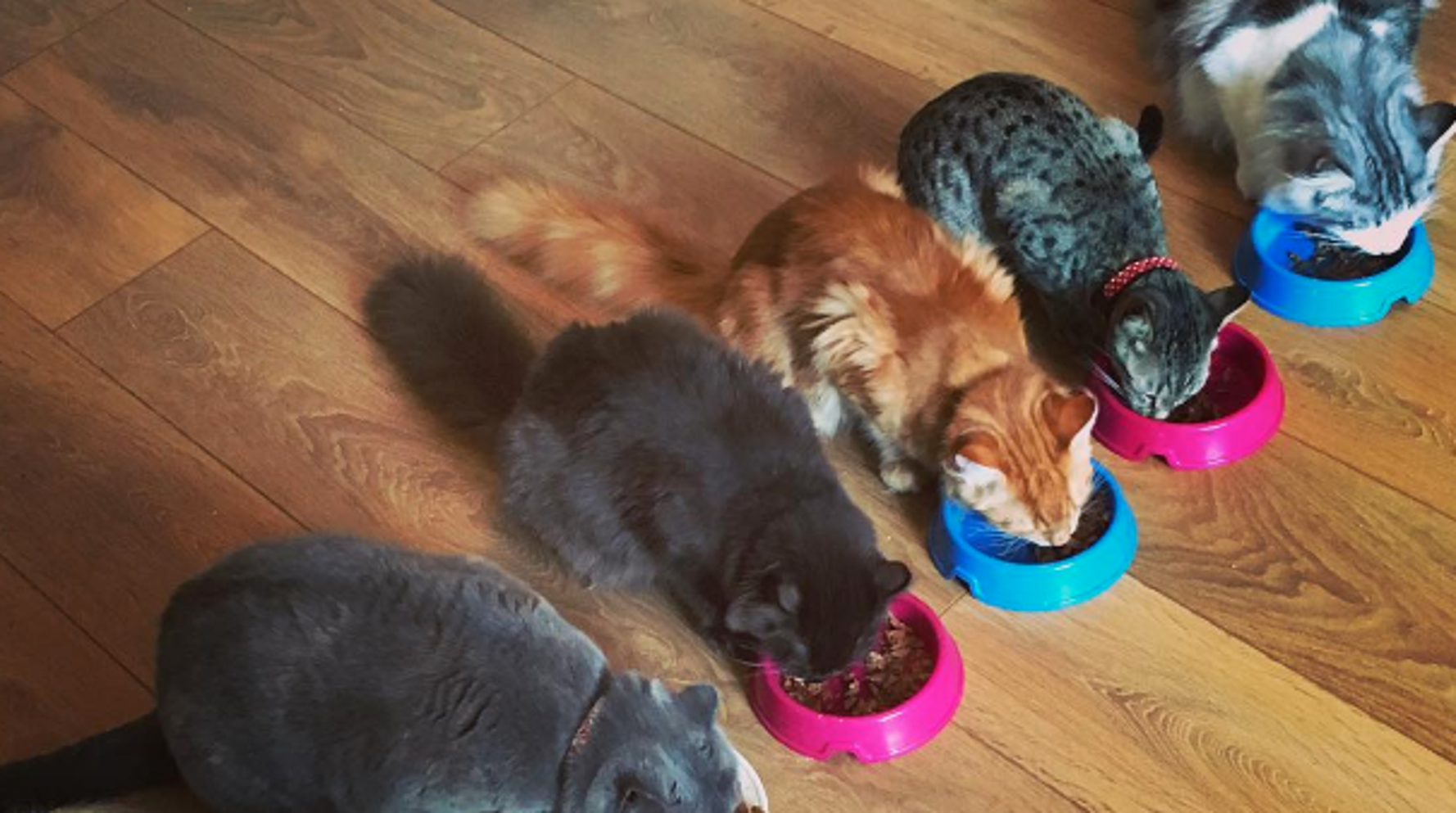 A Cat Caf Is Opening In Manchester With Unlimited Tea A Cat Caf Is Opening In Manchester With Unlimited Tea