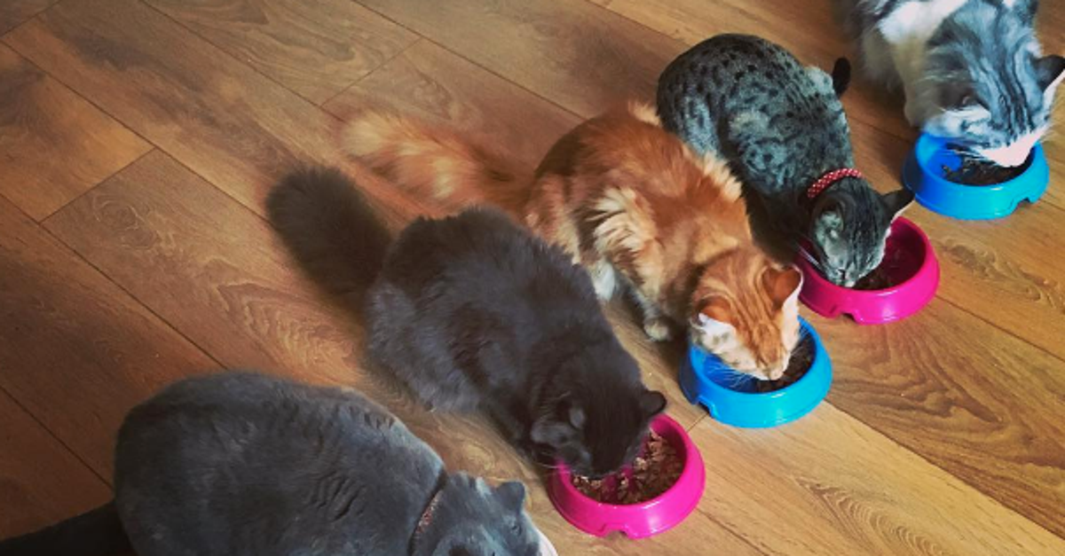 A Cat Café Is Opening In Manchester With Unlimited Tea, Coffee And