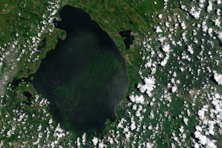 The Landsat 8 satellite captured this image of a blue-green algae bloom in Florida’s Lake Okeechobee on July 2. Blooms of the algae are causing ecological and economic damage downstream in the St. Lucie estuary.