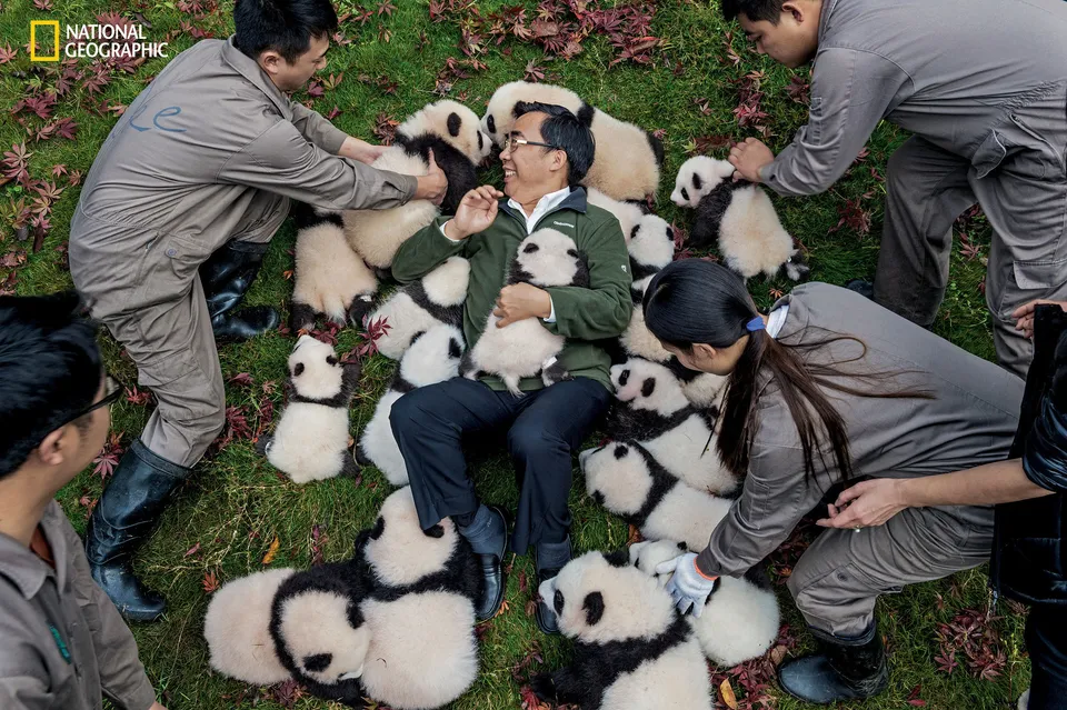 Giant Panda  National Geographic