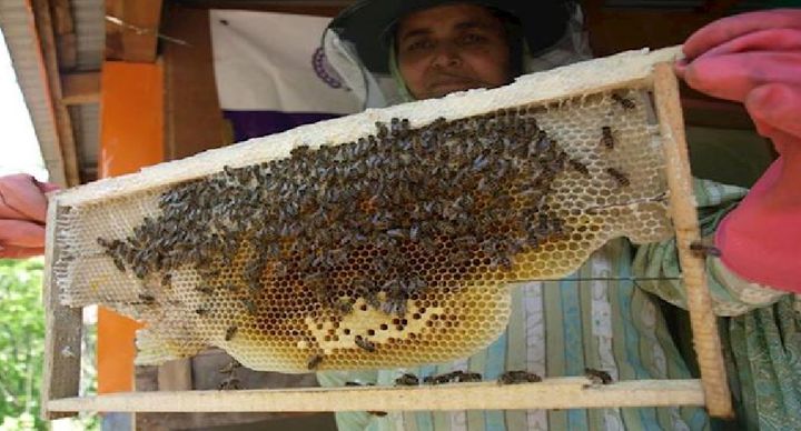 Honey-bee farms will be set up by some charities who will benefit.