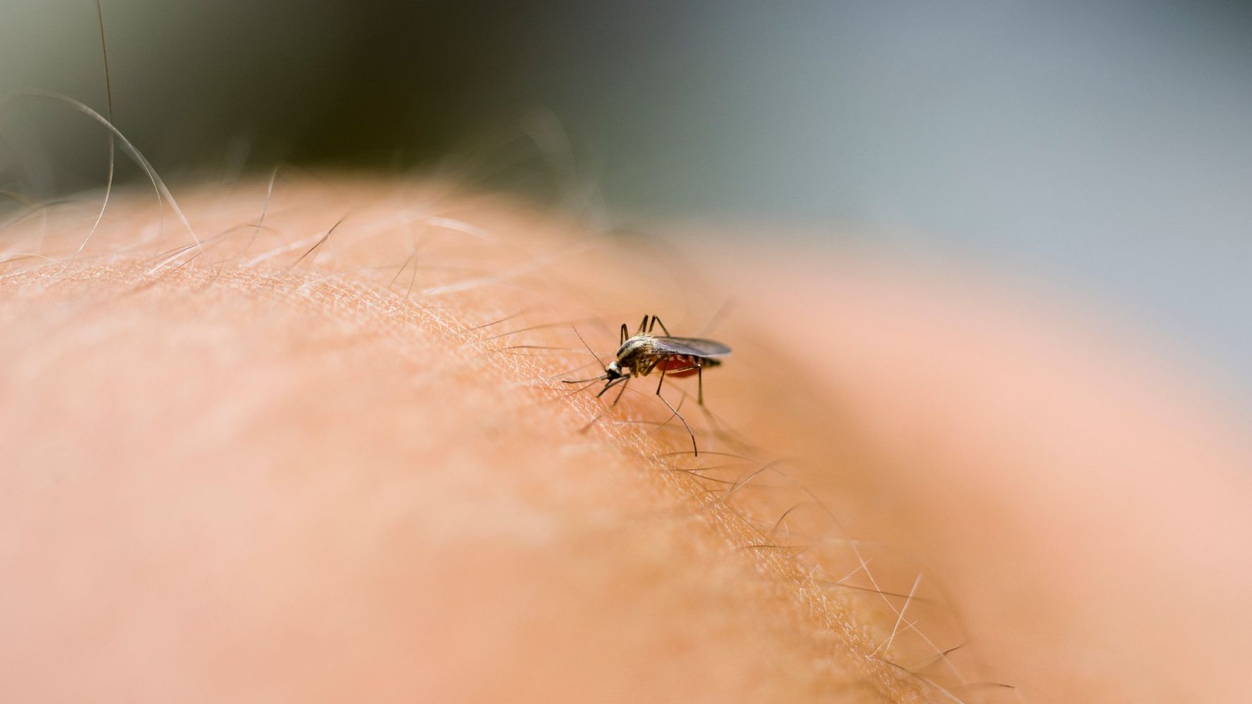 Five Tips For Repelling Mosquitoes This Summer | HuffPost UK Life