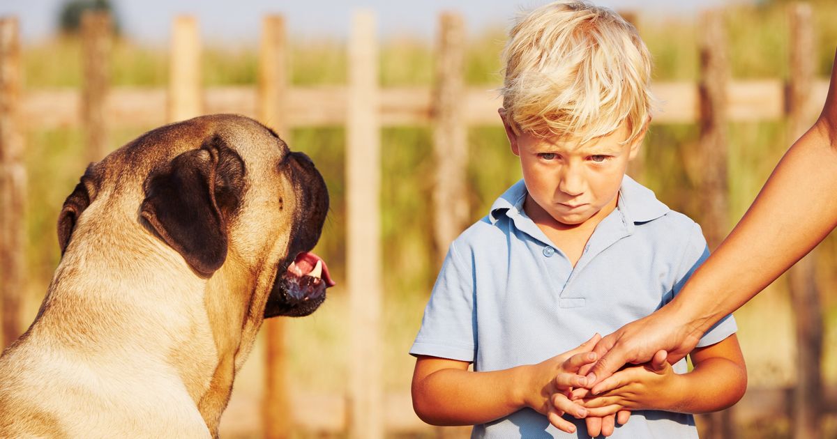 More Than A Third Of Kids Are Scared Of Dogs, But Parents Can 'Manage ...