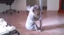 Aqui está o coala que um dia sonhou em ser um verdadeiro 'pole
