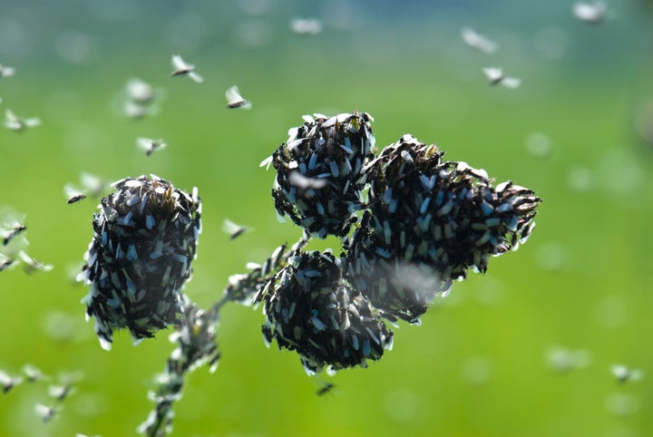 Monday was dubbed "Flying Ant Day" because the high temperatures caused swarms of the insects to appear across the country.