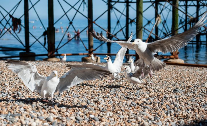Wildlife experts say seagulls become so hellbent on gorging on flying ants, they become reckless and dangerous.